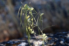 Streptanthus diversifolius