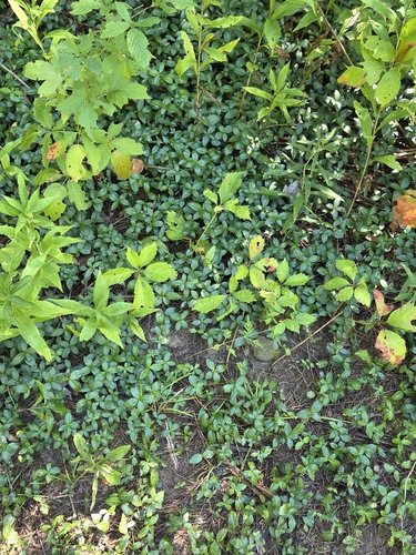 lesser periwinkle
