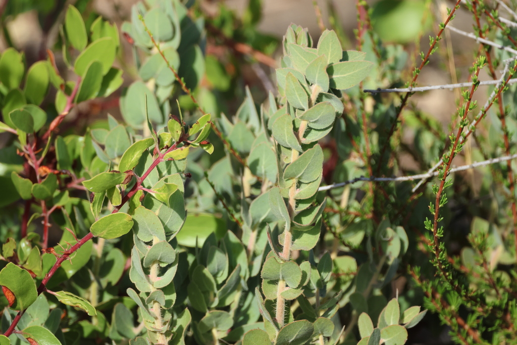 Arctostaphylos auriculata; photograph (c) er-birds, some rights reserved (CC BY)
