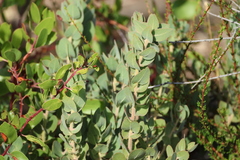 Arctostaphylos auriculata