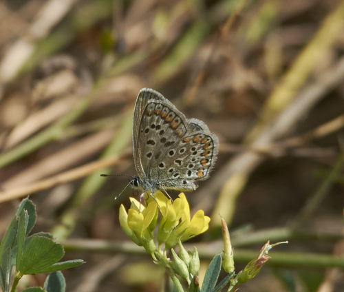 Common Blue