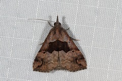 Hypena gonospilalis