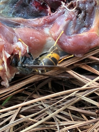 Yellow-legged Hornet photo 5