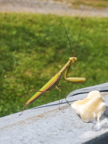 European Mantis
