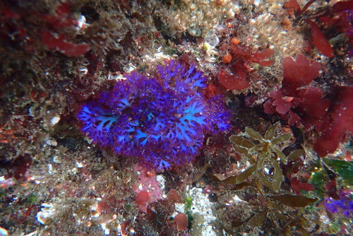 Gloiocladia laciniata observed 2026-09-09