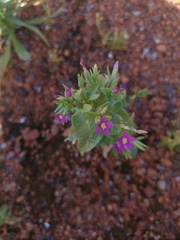 Centaurium japonicum