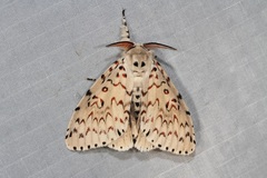 Lymantria nephrographa