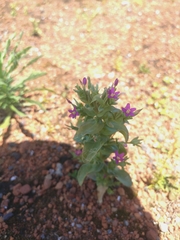 Centaurium japonicum