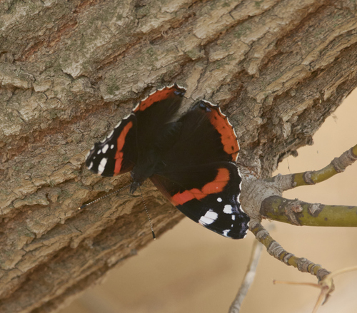 Red Admiral