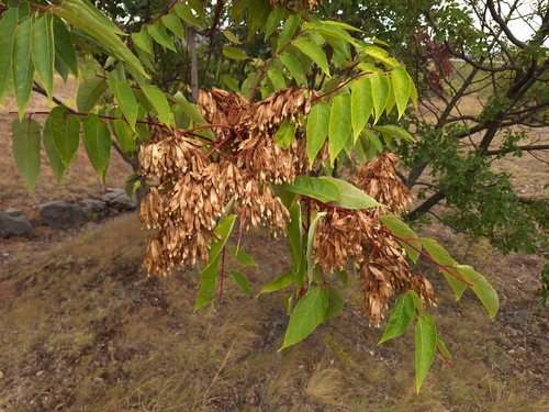tree-of-heaven