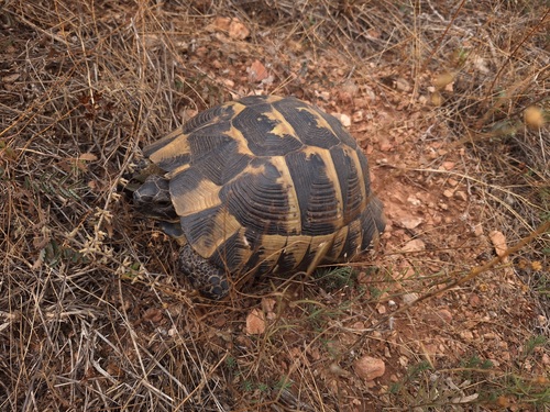 Asia Minor Tortoise