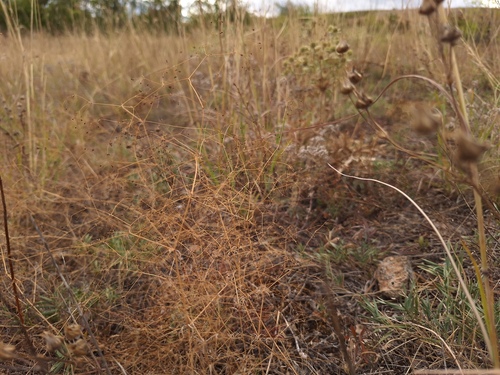 Galium tenuissimum