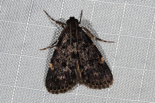 Stericta carbonalis (Guenée, 1854)