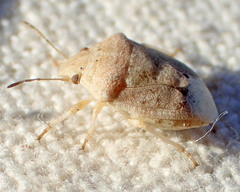 Tepa