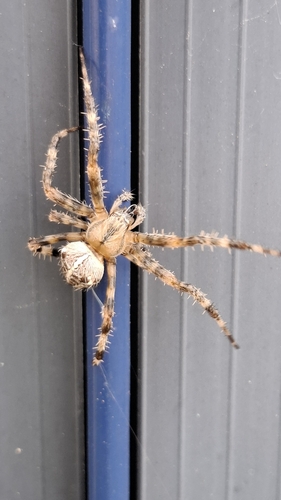 Cross Orbweaver