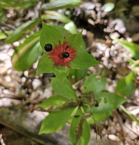 Cucumber Root