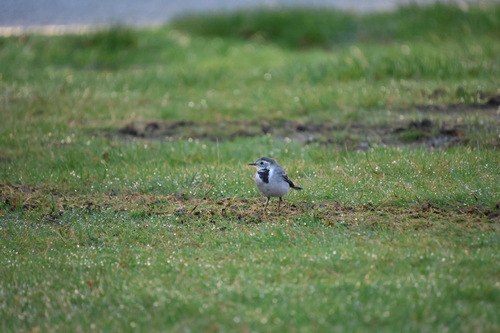White Wagtail