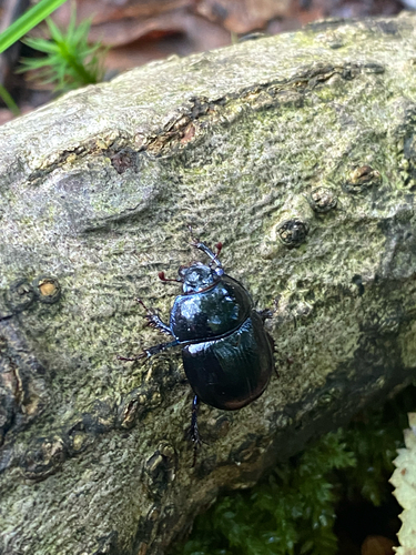 Woodland Dor Beetle