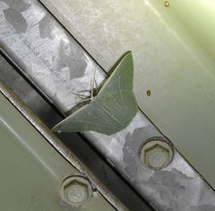 Thalassodes dorsilinea