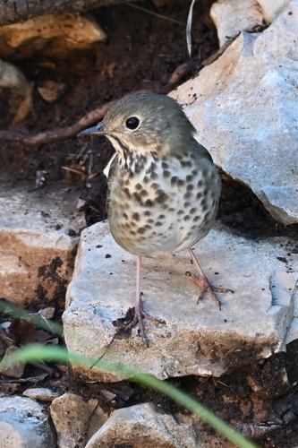 Hermit Thrush