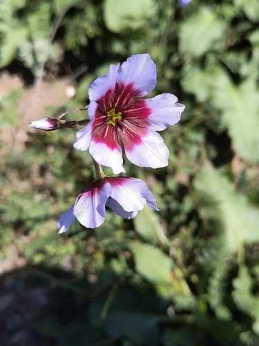 Leucocoryne purpurea, photograph 1