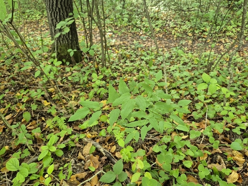 Erect Clematis