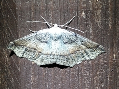 Prochoerodes forficaria