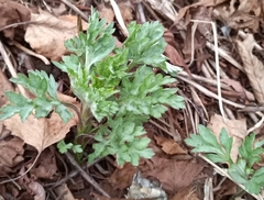 Artemisia vulgaris kamtschatica