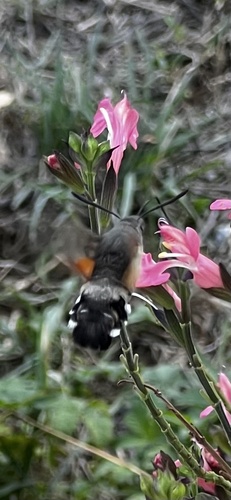 Eurasian Hummingbird Hawkmoth