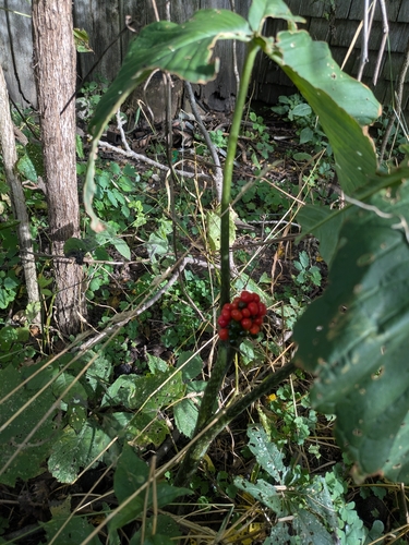 Jack-in-the-Pulpit