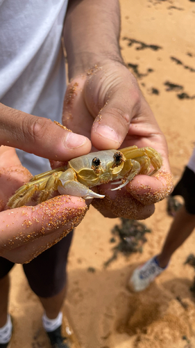 Atlantic Ghost Crab