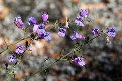 Penstemon laetus