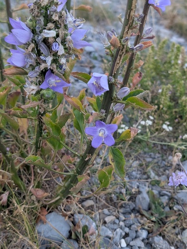 Chimney Bellflower
