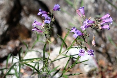 Penstemon laetus