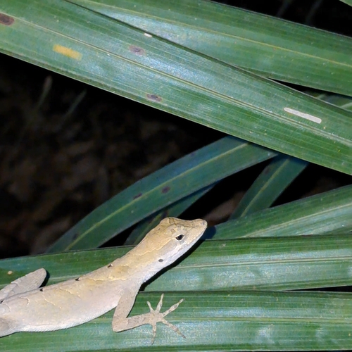 Brazilian Anole