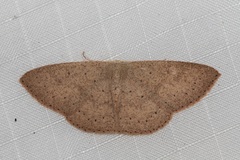 Cosymbiini