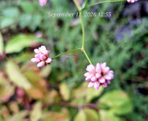 arrow-leaved tearthumb