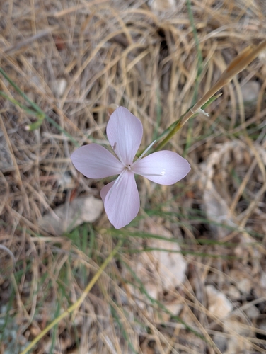 Dianthus ciliatus ciliatus