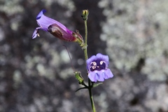 Penstemon laetus