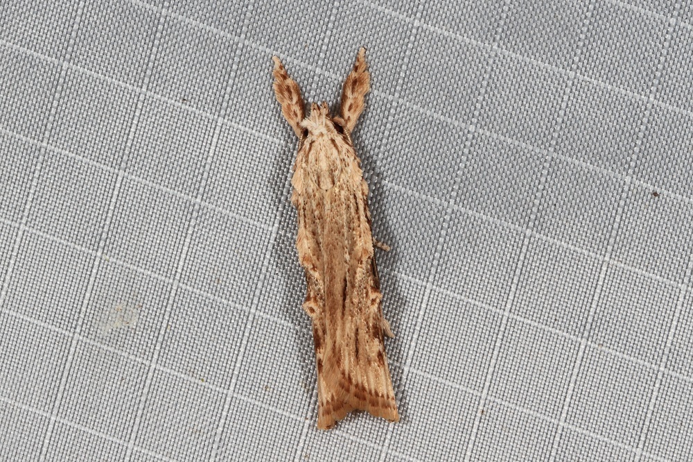 Xylomimetes trachyptera