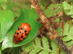 Cosmoscarta dorsimacula