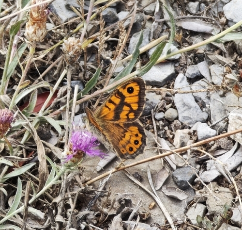 Wall Brown