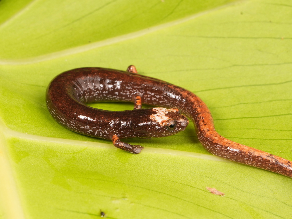 Savage's Worm Salamander