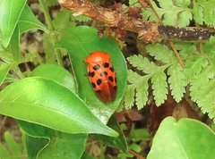 Cosmoscarta dorsimacula
