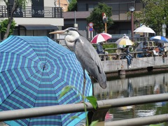 Ardea cinerea