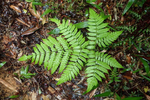 Pleocnemia winitii · iNaturalist