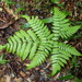 Pleocnemia winitii - Photo (c) Chen Shu,  זכויות יוצרים חלקיות (CC BY-NC), הועלה על ידי Chen Shu