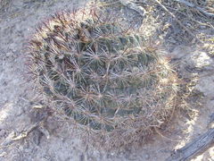 Echinomastus durangensis