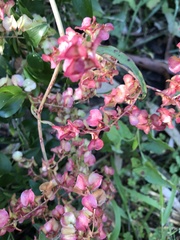 Rumex sagittatus