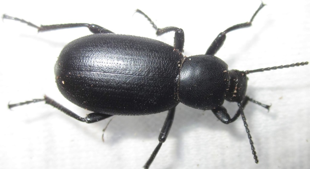 Eleodes nigrina